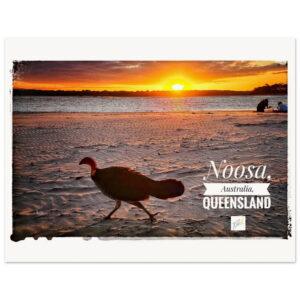 Noosa Bush Turkey in Sunset - Museum-Quality Matte Paper Poster