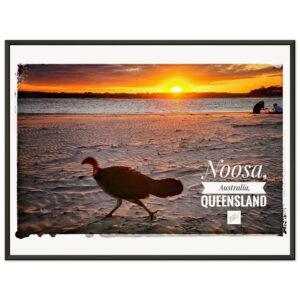 Noosa Bush Turkey in Sunset - Museum-Quality Metal Frame