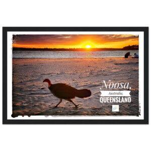 Noosa Bush Turkey in Sunset - Premium Wooden Frame