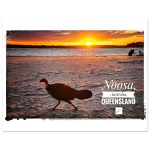 Noosa Bush Turkey in Sunset - Premium Matte Paper Poster