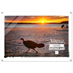 Noosa Bush Turkey in Sunset - Acrylic Print