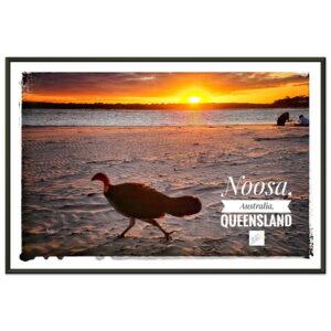 Noosa Bush Turkey in Sunset - Premium Metal Frame