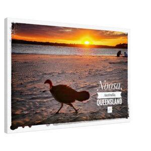 Noosa Bush Turkey in Sunset - Quality Canvas