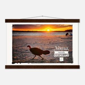 Noosa Bush Turkey in Sunset - Museum-Quality Poster with Hanger